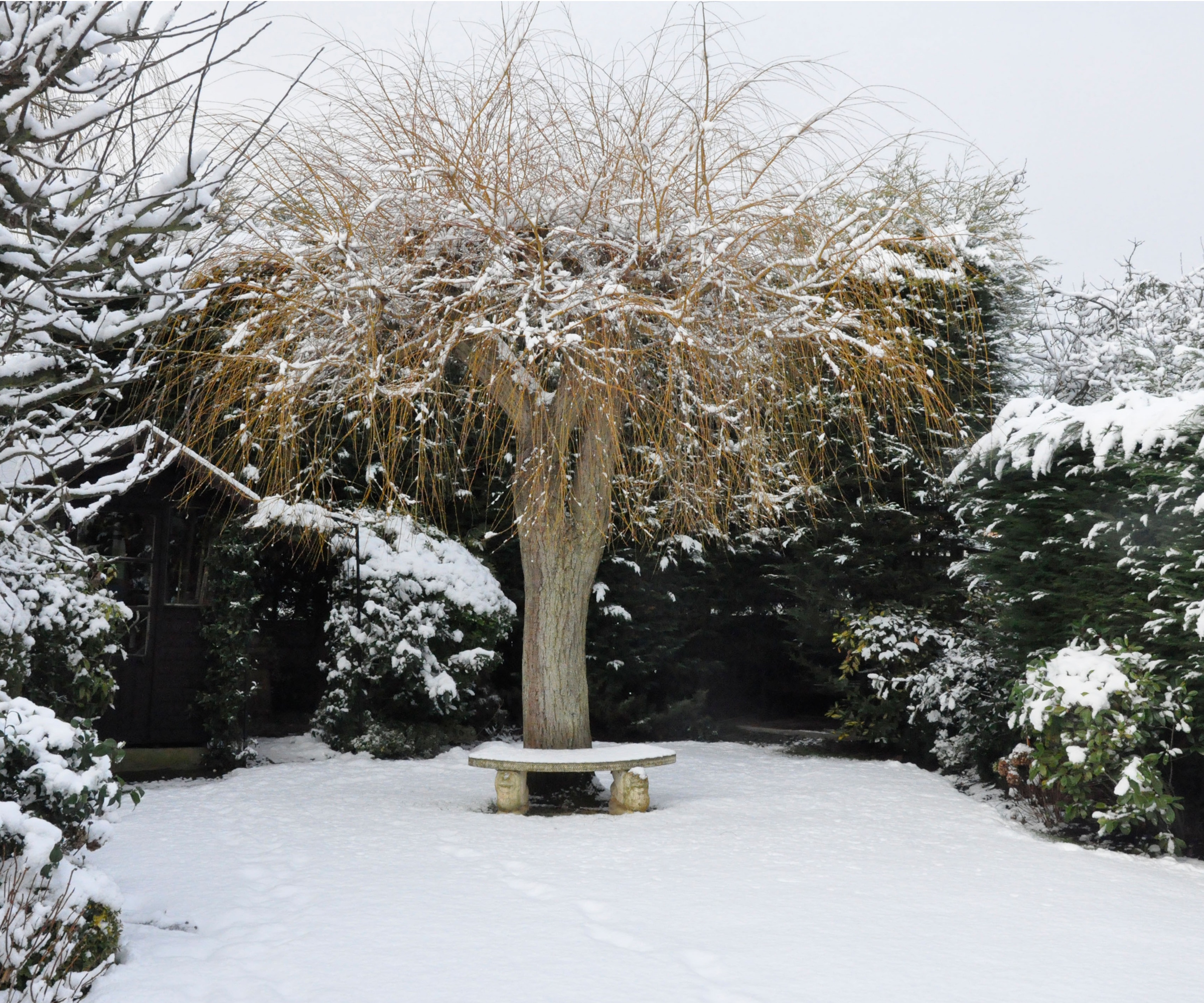 Snowy winter garden