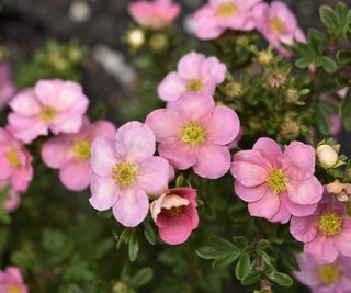 Pink potentilla or cinquefoil flowers