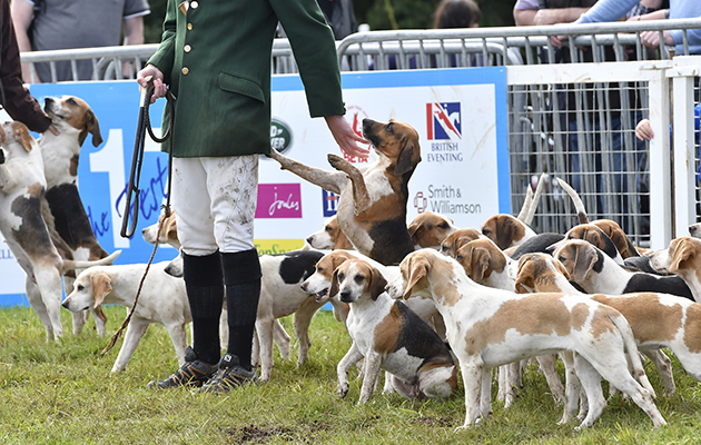 Celebrating the best of the British countryside: the Royal Agricultural College Beagles parade in the main arena