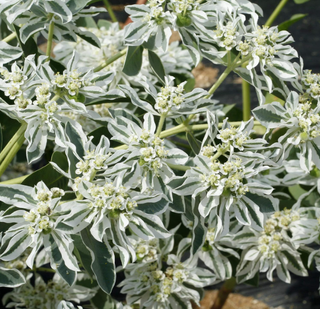 Outsidepride Euphorbia Marginata seeds