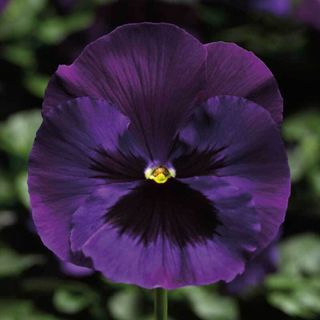 Pansy Delta Premium Neon Violet F1 Seed