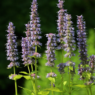 Agastache plants