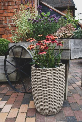 rattan container from lime lace