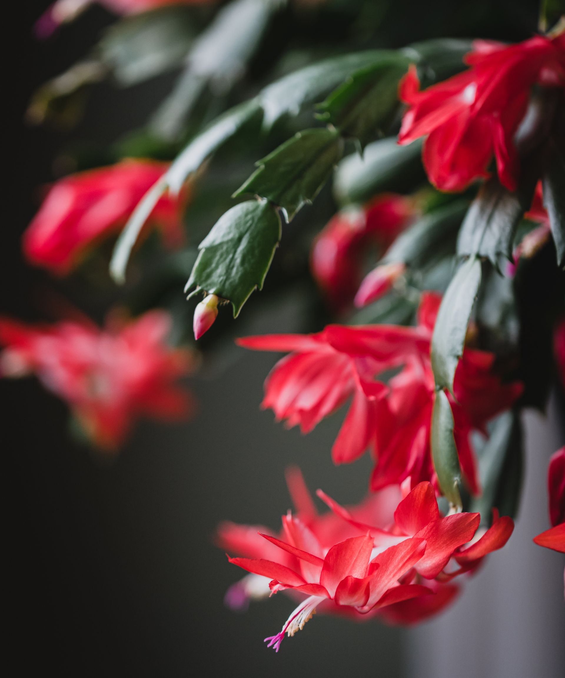 Close up of the red flowers on a blooming Christmas cactus plant. in Kingston, ON, Canada