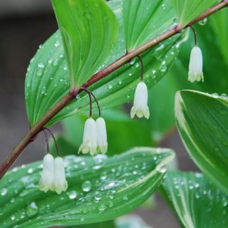 Solomons Seal Polygonatum Canaliculatum Flower 