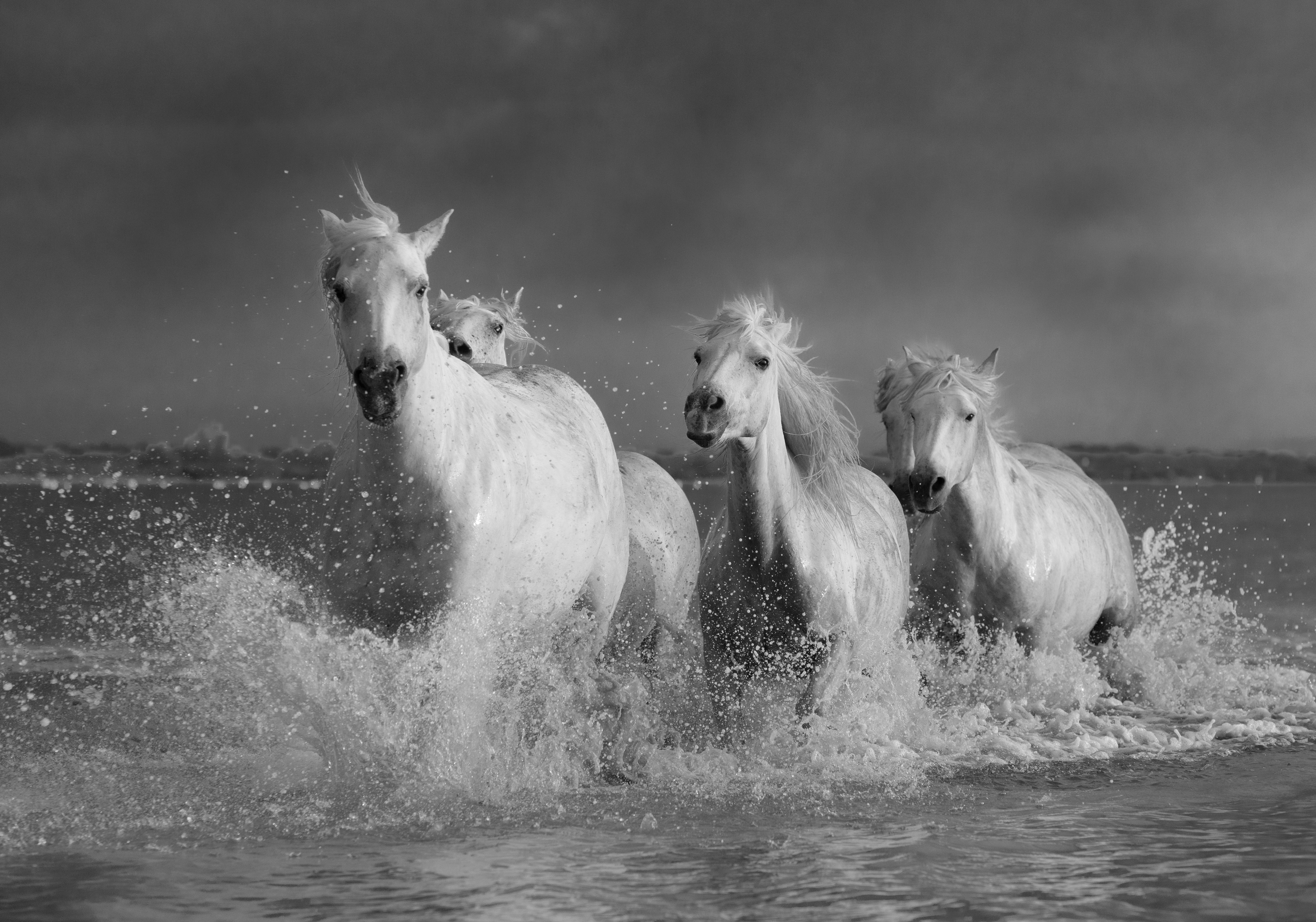 GuruShots - Powerful Black &amp;amp; White Jan 26