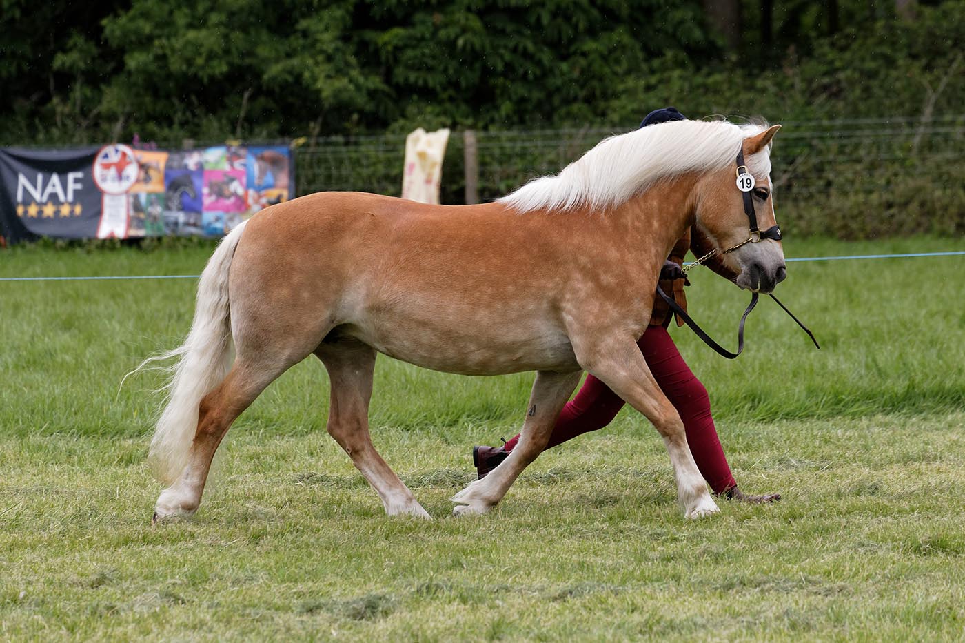 SSADL IN-HAND CHAMPIONSHIP RESERVE 124 TINA H: Alicia Houlihan