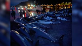 The dead white-sided dolphins were pulled from the water off the Faroe Islands on Sept. 12, 2021.