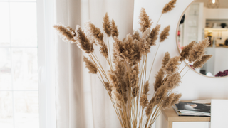 Pampas grass in home