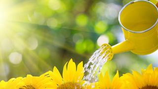 Watering sunflowers