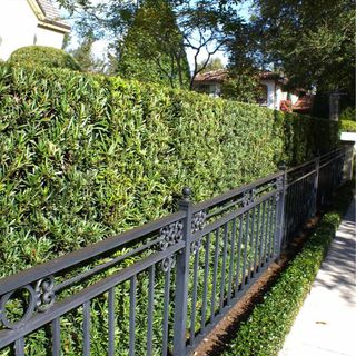 Podocarpus Yew tree