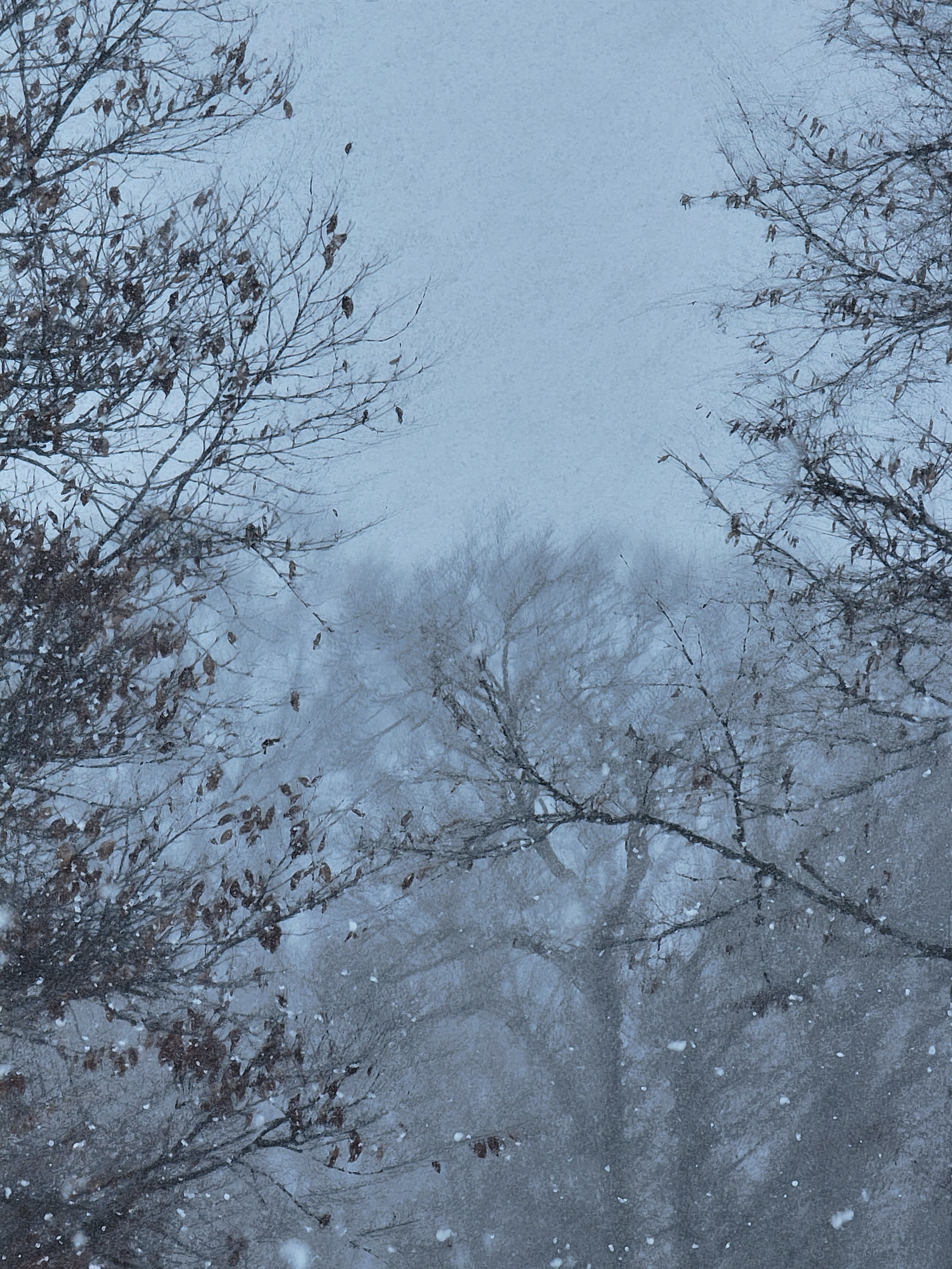 GuruShots - February 2026