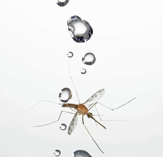 Mosquito and a falling water drop.