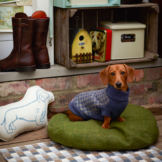 brown dog on green cushion and brown shoe