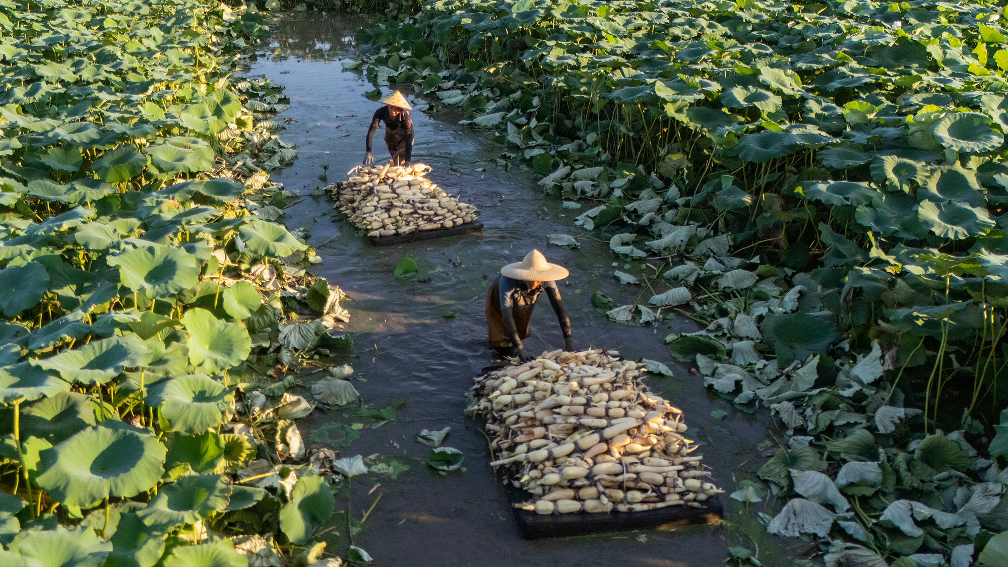 Lotus root farmers transport freshly harvested shallow-water lotus roots in Yinjiayuan village, China
