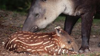 Adult baird's tapir with gray and black coloring with spotted brown and white calf.