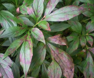 peony foliage suffering from leaf rust