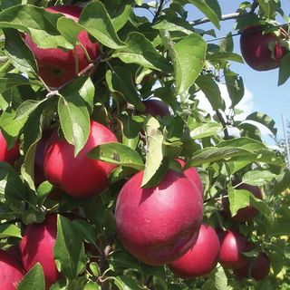 Crimson Crisp Apple