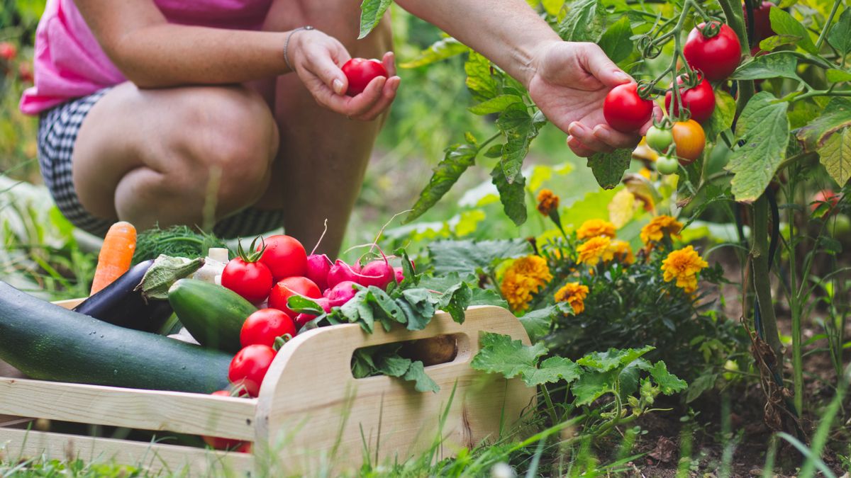 Homegrown vegetables