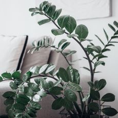 zz plant in white living room