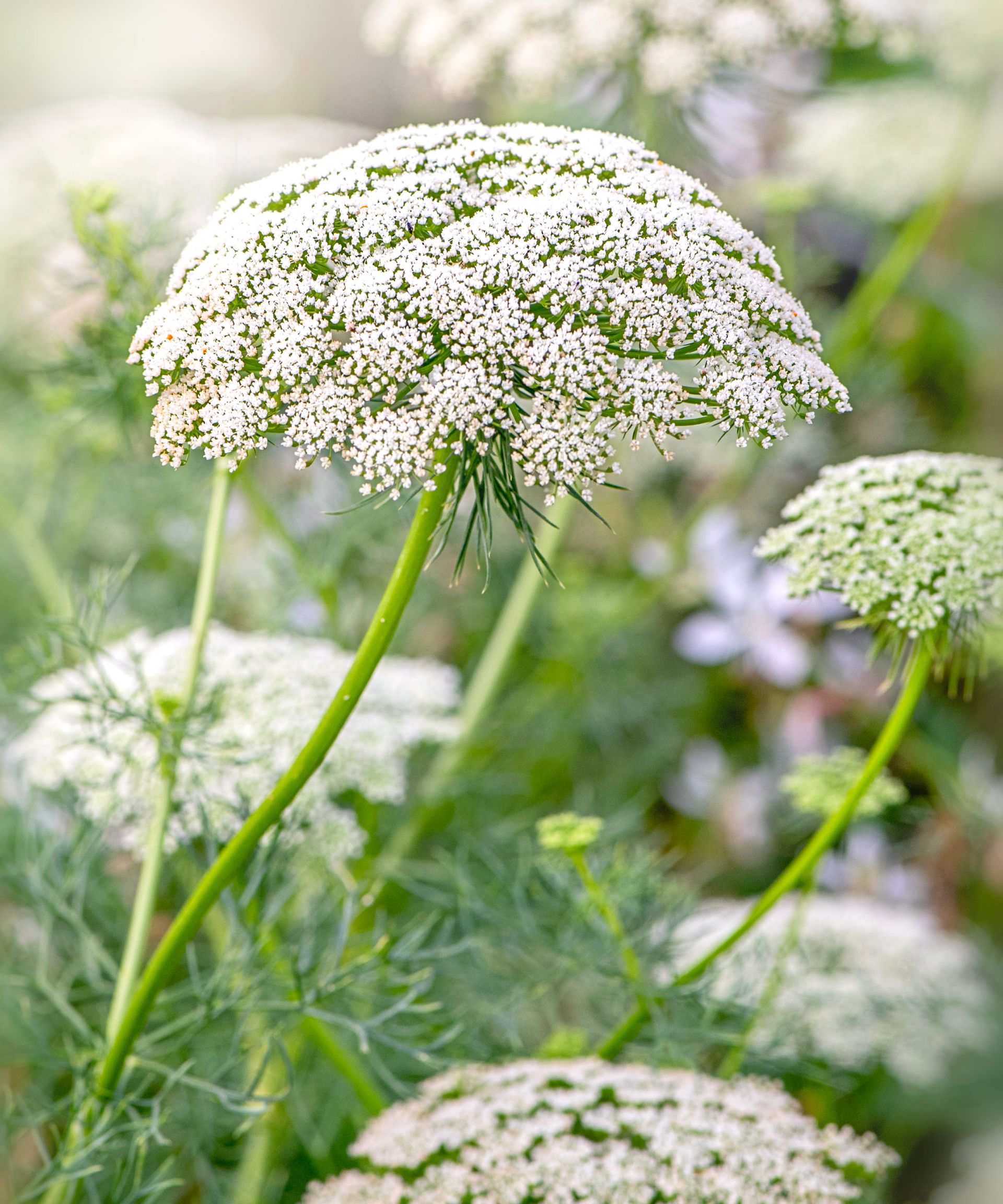 white bishop's flower plants with white flower heads