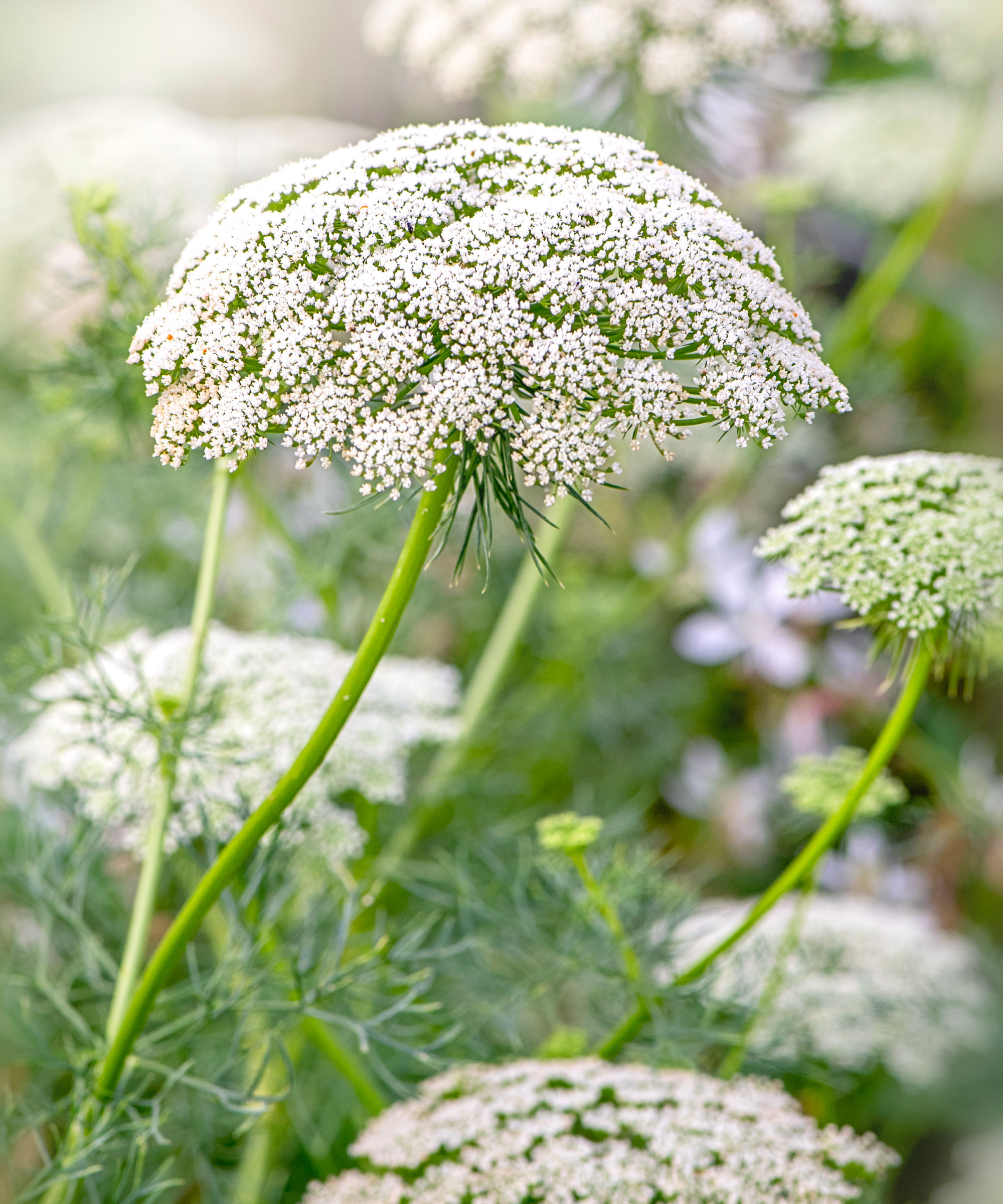 white bishop's flower plants with white flower heads
