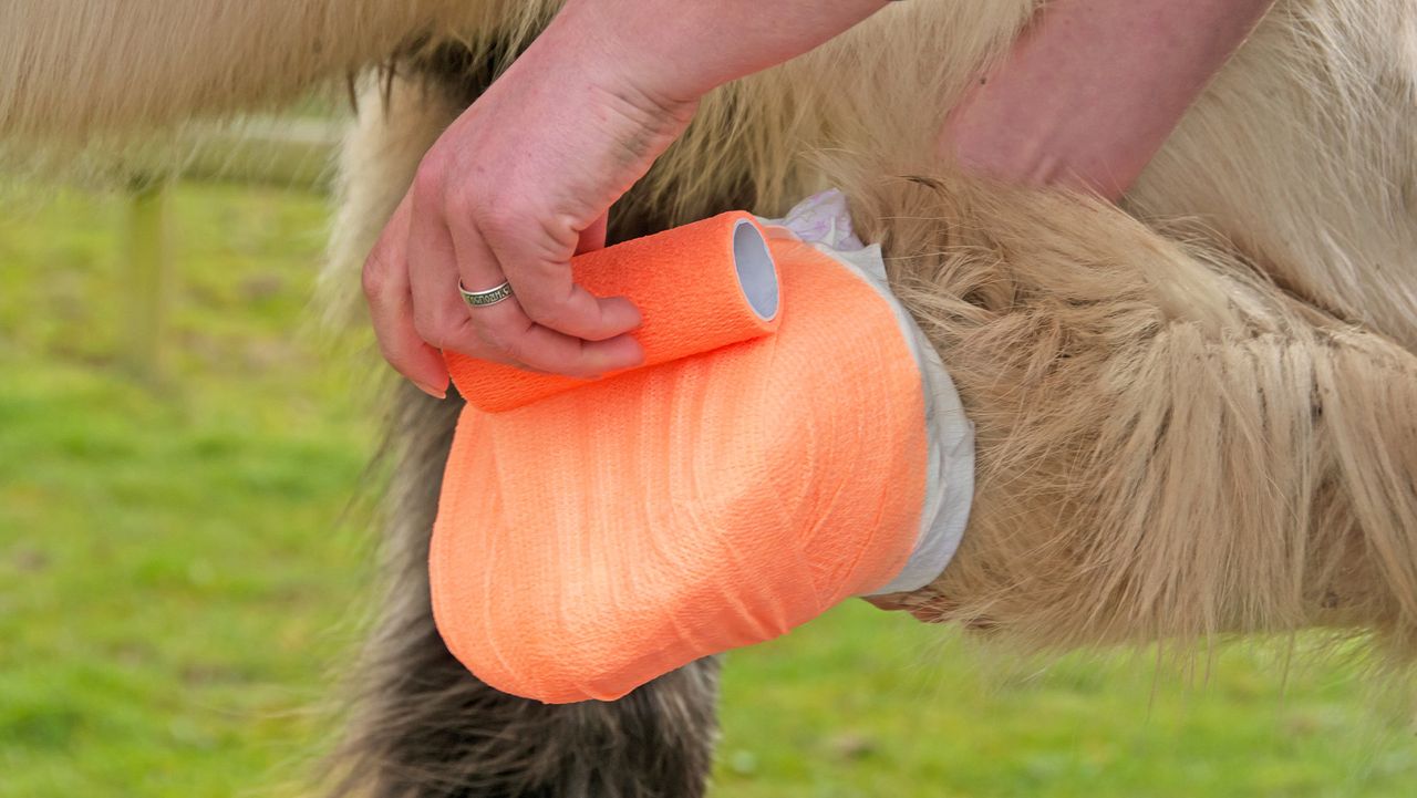 Close up of horse owner applying vet wrap over a poultice on horse&amp;rsquo;s foot
