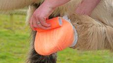 Close up of horse owner applying vet wrap over a poultice on horse&rsquo;s foot