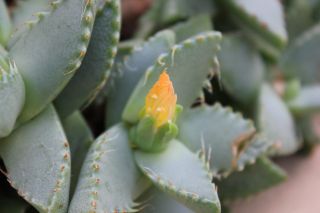 Cotyledon ladismithiensis