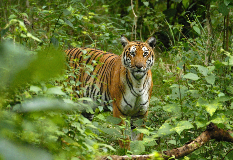 How Big Cats And Wild Dogs Coexist In India's Mountains 