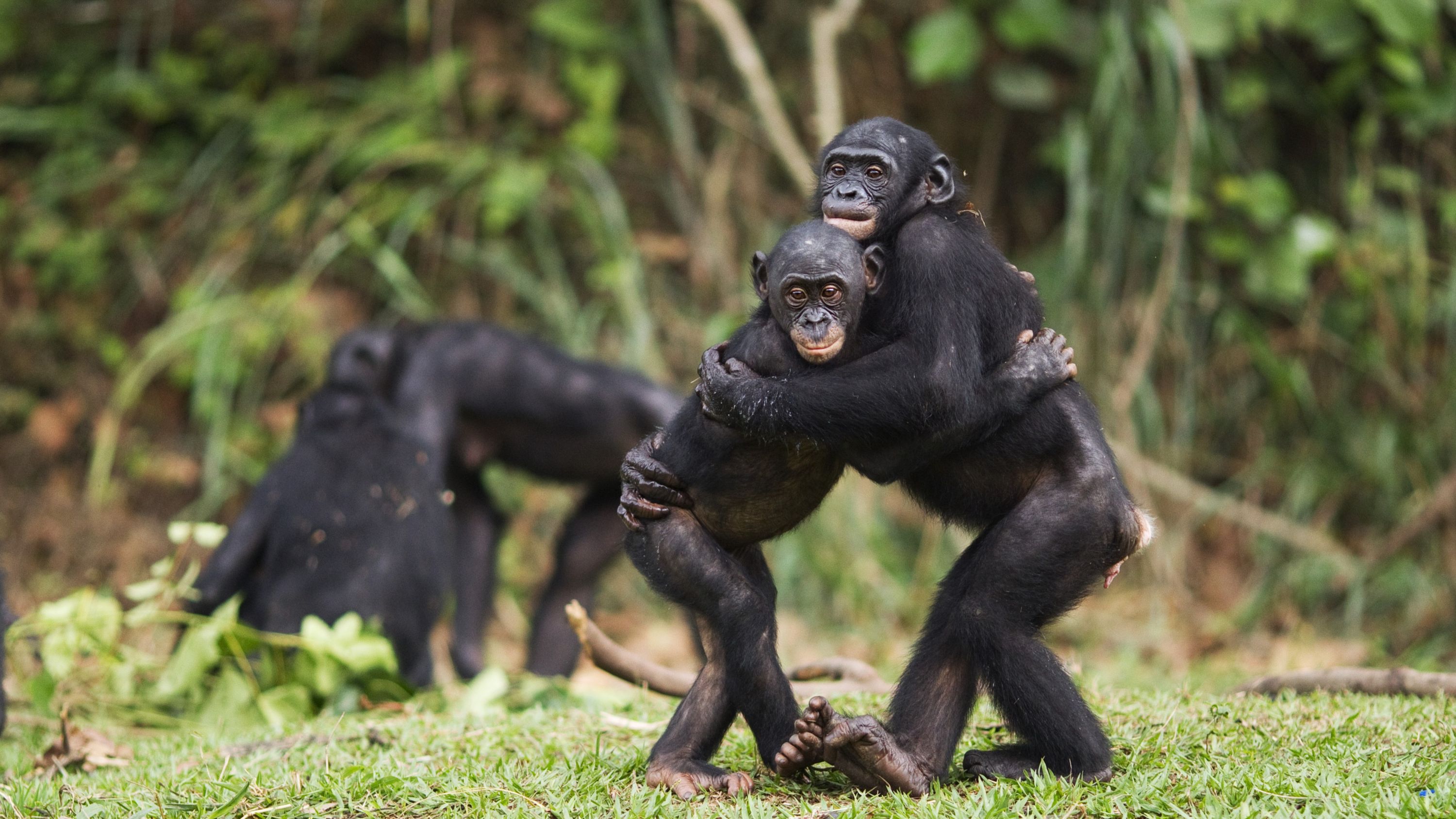 bonobos hugging in a field with others in background