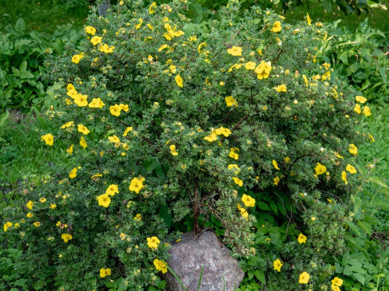 Yellow Flowered Potentilla Shrubs