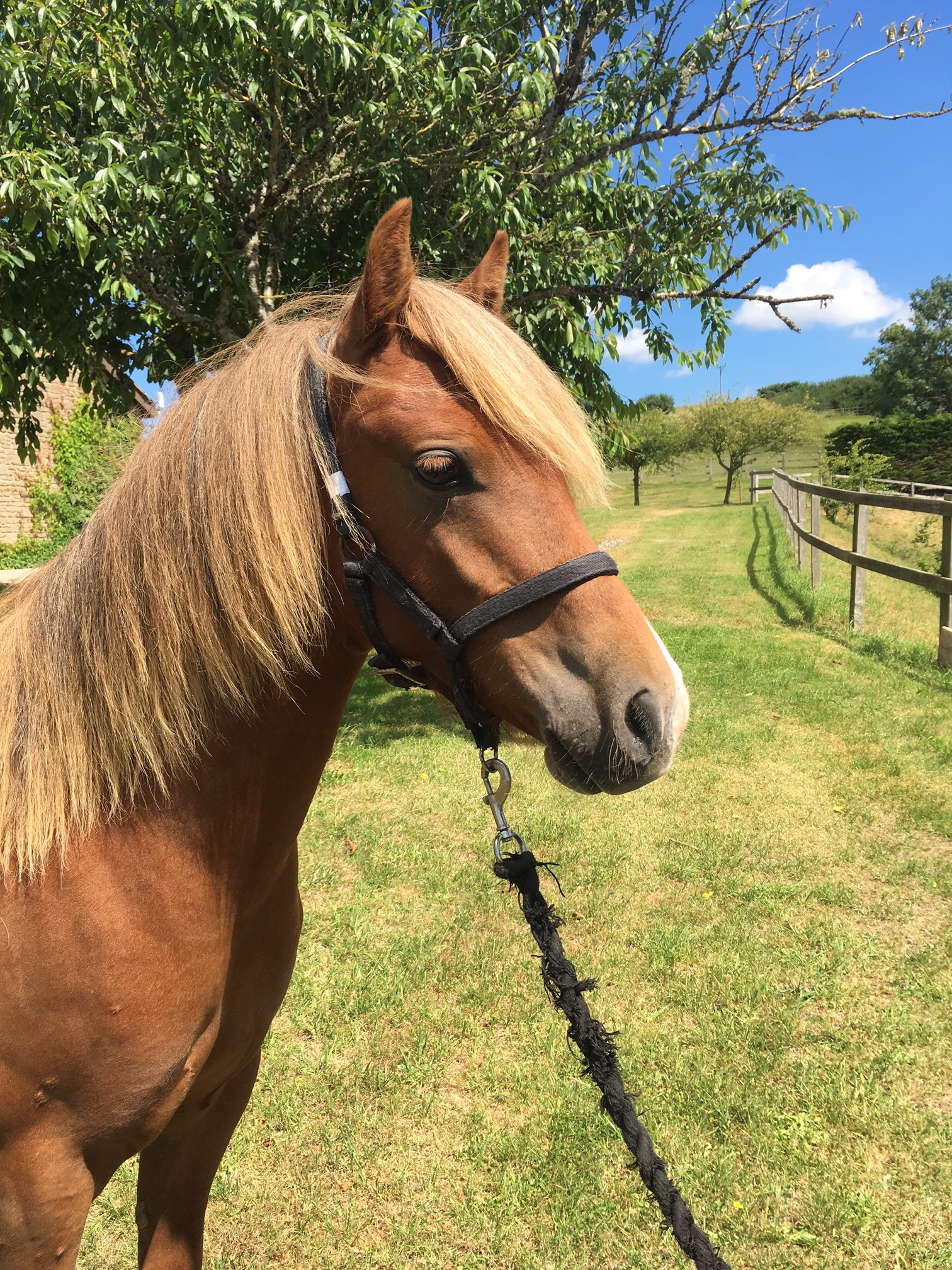 World-Horse-Welfare-Griff-2.jpg