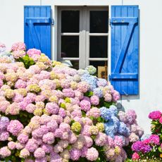 Mophead hydrangeas in full sun