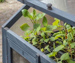 dahlia seedlings inside a mini greenhouse