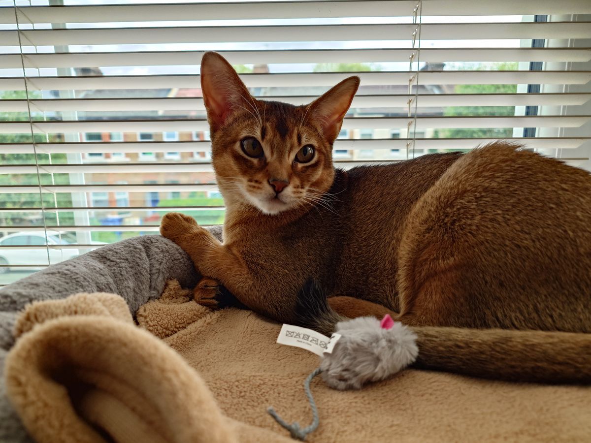A photo shot on the Sony Xperia 1 V