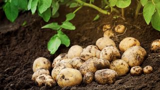 Vegetable gardening for beginners with homegrown potatoes on soil bed