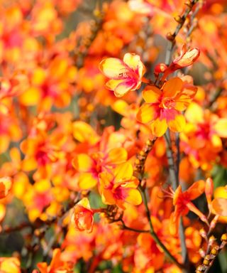 Crocosmia Bright Eyes (‘Walbreyes’)