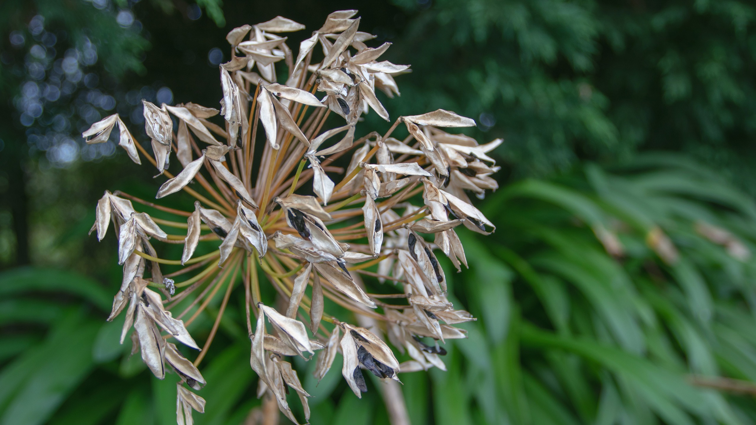 close up of agapanthus seed head