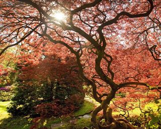Japanese maple in garden