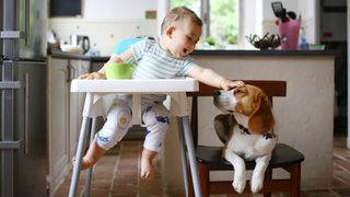 Baby reaching down from high chair to pet dog