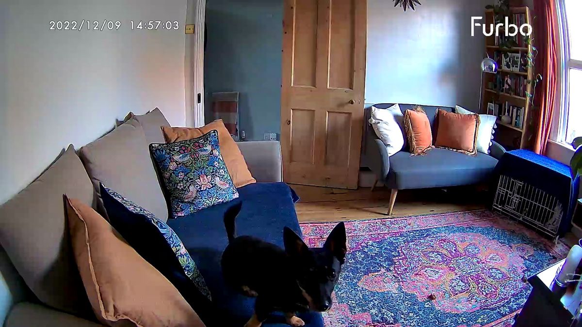 Furbo 360 dog camera tossing a treat