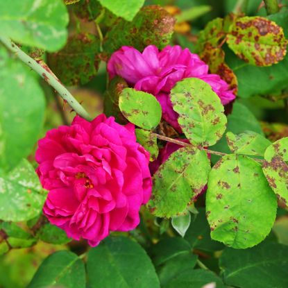 Rose plant showing pink flowers and green leaves affected by black spot disease