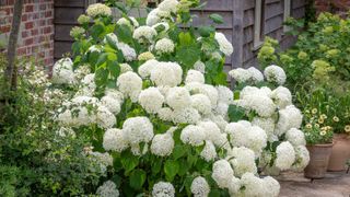 Hydrangea arborescens 'Incrediball' growing with lots of white flower heads