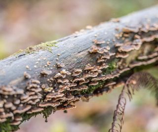 Bracket fungus on the branch of a tree