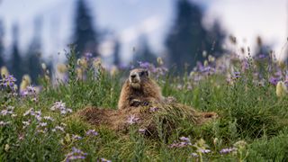 A marmot among the wildflowers
