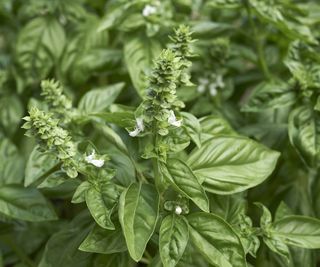 Flowering basil plants