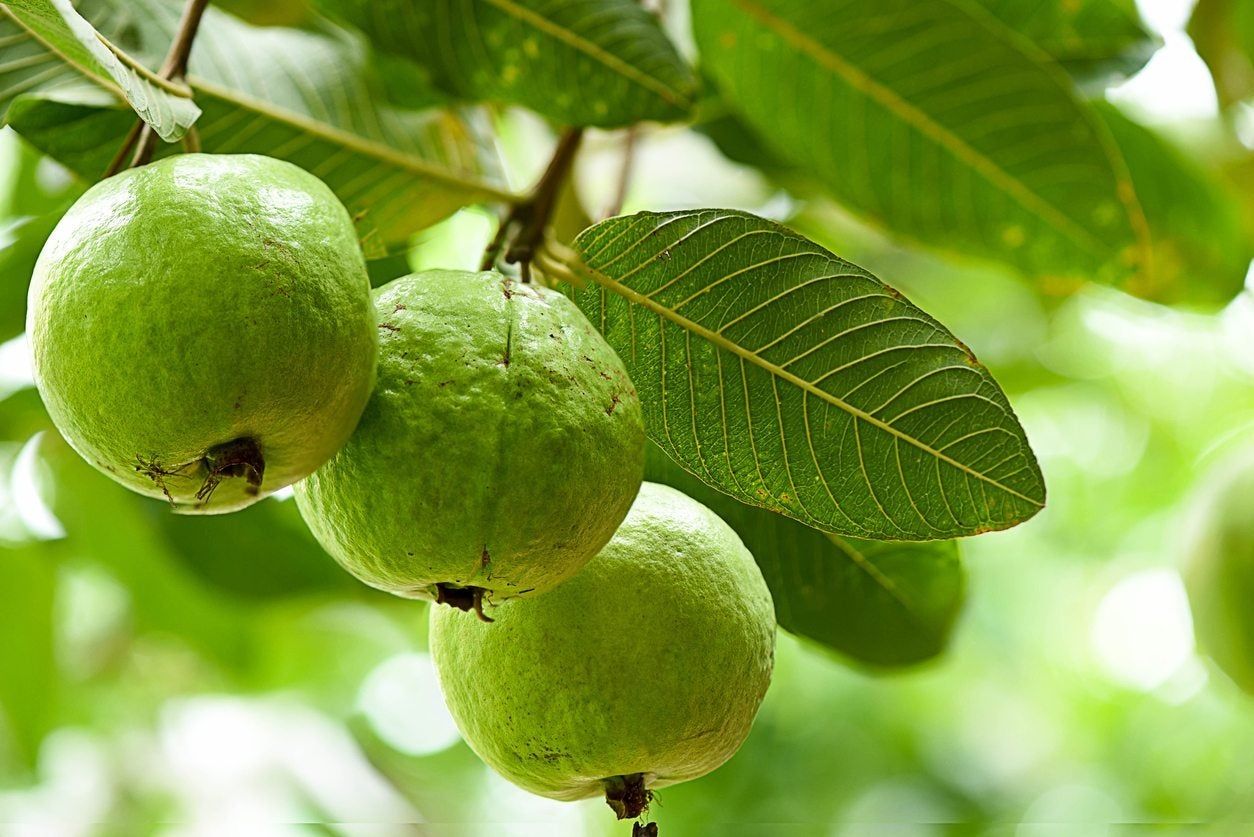 Guave Tree With Fruits