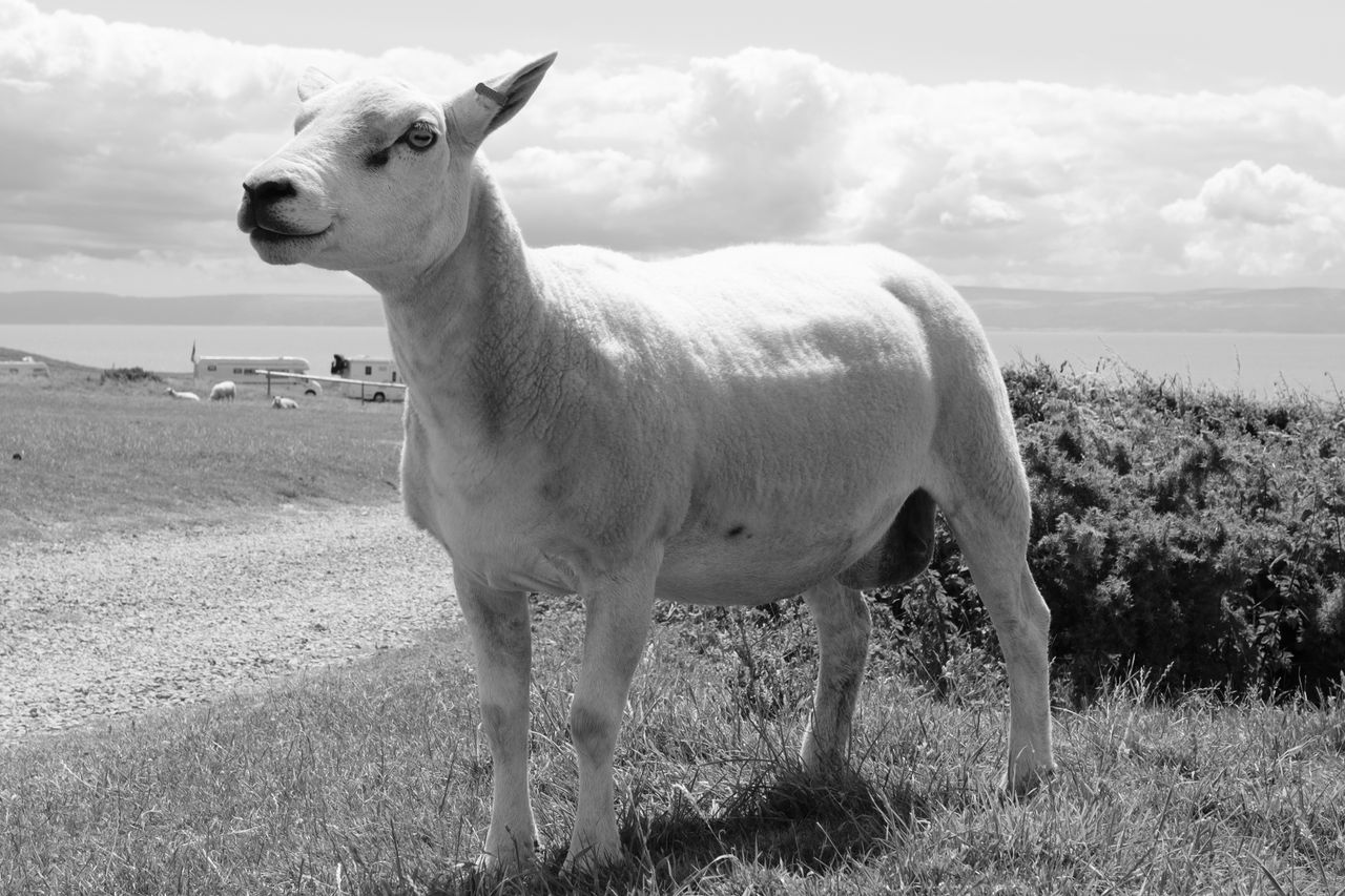 A black and white photo of a sheep against a dramatic coastal background.
