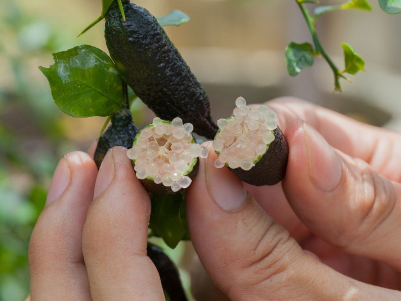 Whole And Split Open Australian Finger Limes